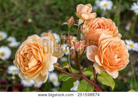 Blooming Yellow Rose In The Garden On A Sunny Day.