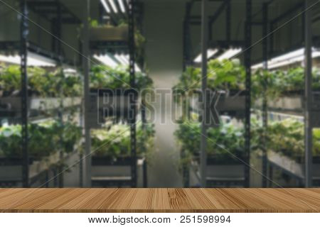 Plant Growing In Smart Indoor Farm With Artificial Led Light. Phyto Lamp For Seedling & Cultivation