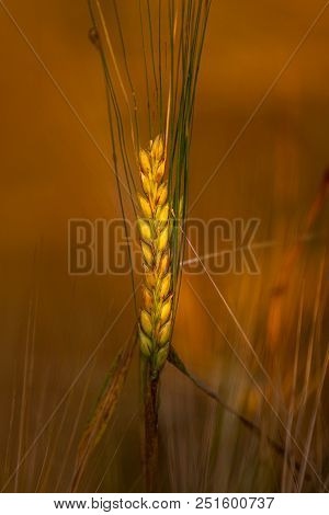 Golden Ear Spika Rye In Summer Field At Sunset Rays Of Sunshine. Cereal Background, Agriculture