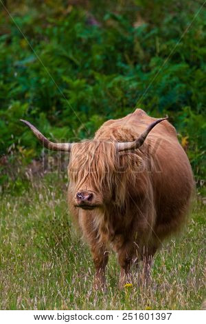 Highland Cattle And  Scottish Gaelic On A  Medow In Scottish Highlands