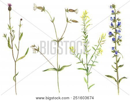Set Of Isolated Watercolor Drawing Palnts And Flowers, Hand Drawn Illustration