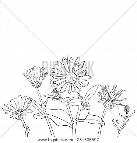 Vector Drawing Daisy Flowers, Floral Composition, Hand Drawn Botanical Illustration