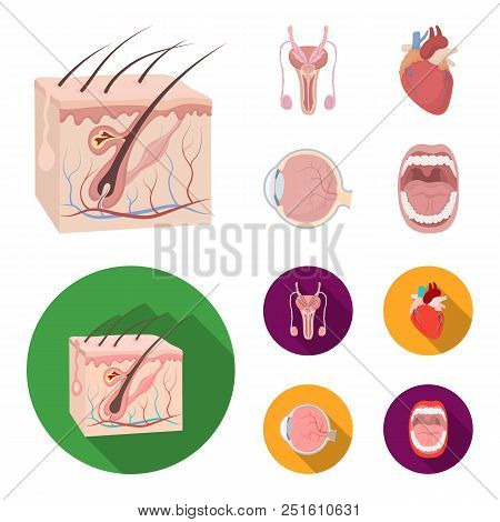 Male System, Heart, Eyeball, Oral Cavity. Organs Set Collection Icons In Cartoon, Flat Style Vector 