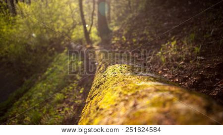 Deep Forest Close Macro View To Green Plants And Grass With Trees And Soft Focus