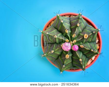 Cactus Gymnocalycium Anisitsii. (with Free Space For Text)