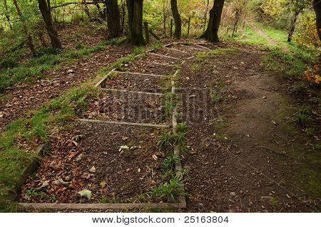 Forest downward stairs