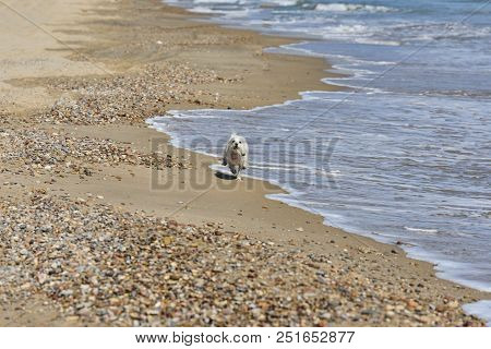 Maltesse Bichon Dog Playing Running In Beach