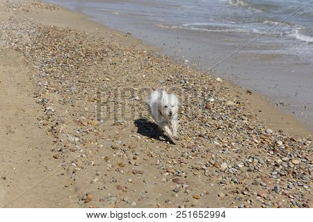 Maltesse Bichon Dog Playing Running In Beach