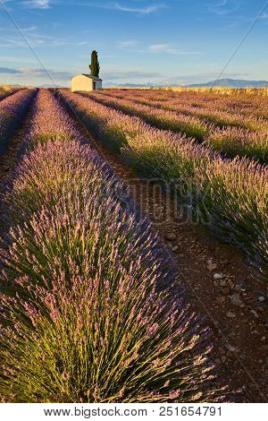 Lavender Fields Of Valensole With Cyperss Tree And House In Summer At Sunset. Alpes De Haute Provenc