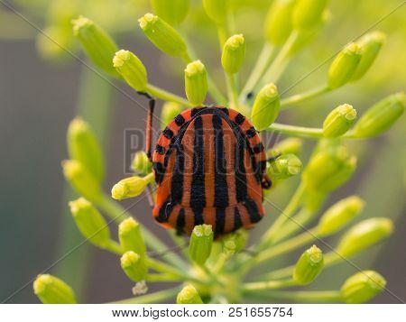 Black And Red Graphosoma Lineatum Bug Sitting On A Dill Plant