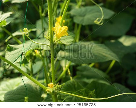 Background Of Green Cucumber Leaves With Kukes And Yellow Flowers. Cucumber Growing Open Ground On T