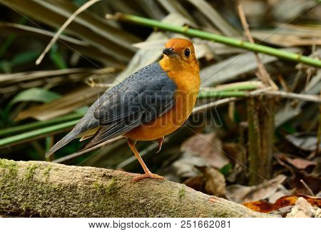 Beautiful Male Orange-headed Thrush (zoothera Citrina) In Thailand