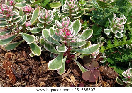 Close-up Photo Of Green Dorotheanthus Decorative Garden Plant