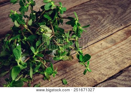 Sesuvium Portulacastrum (shoreline Purslane, Sea Purslane) ; Sprawling Grows In Coastal Areas. Green