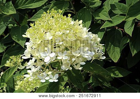 Close-up Photo Of White Flowers Hydrangea Serrata Plant