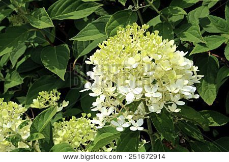 Close-up Photo Of White Flowers Hydrangea Serrata Plant