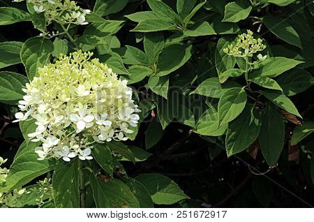 Close-up Photo Of White Flowers Hydrangea Serrata Plant