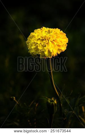 Beautiful Yellow Isolated Marigold In The Garden. On Dark Background