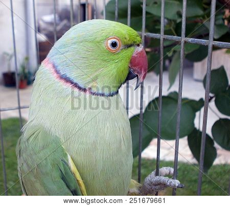 Parrot-psittaciformes.a Green Parrot From A Line Of Birds In A Cage, Watching The Environment.they I
