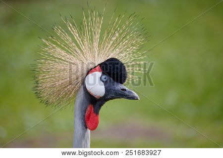 Grey Crowned Crane - Balearica Regulorum, Beautiful Bird