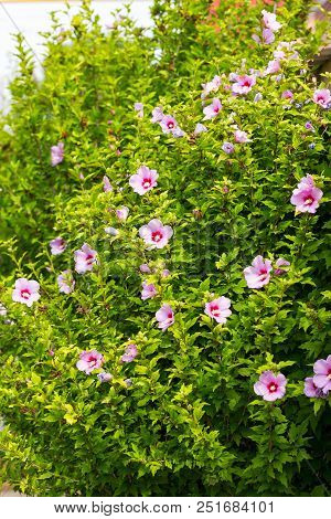 Beautiful Large Althea Flowering Shrub In The Sun. These Beautiful Blooms Are Also Known As Rose Of