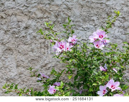 Beautiful Large Althea Flowering Shrub In The Sun. These Beautiful Blooms Are Also Known As Rose Of