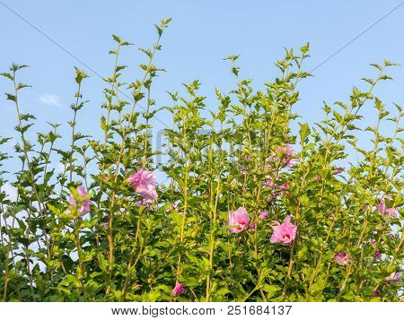 Beautiful Large Althea Flowering Shrub In The Sun. These Beautiful Blooms Are Also Known As Rose Of