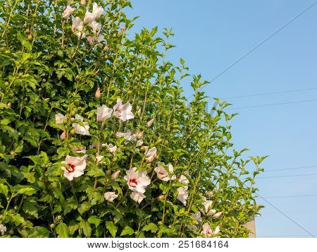 Beautiful Large Althea Flowering Shrub In The Sun. These Beautiful Blooms Are Also Known As Rose Of