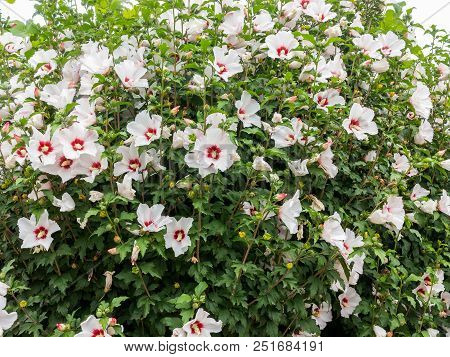 Beautiful Large Althea Flowering Shrub In The Sun. These Beautiful Blooms Are Also Known As Rose Of