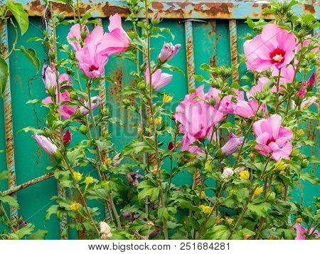 Beautiful Large Althea Flowering Shrub In The Sun. These Beautiful Blooms Are Also Known As Rose Of