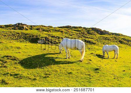 Two White Horses In A Farm Field