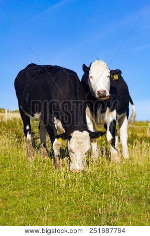 Two White Horses In A Farm Field