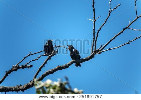 The Common Starling (sturnus Vulgaris). Starling Parent Feeding Nestling