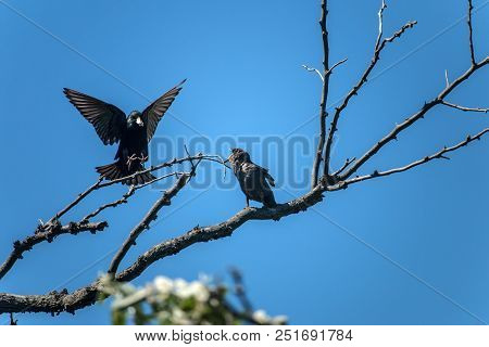 The Common Starling (sturnus Vulgaris). Starling Parent Feeding Nestling