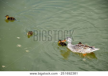 A Duck With Ducklings Is Swimming In A Pond. Ducks Swimming In The Pond. Wild Mallard Duck. Drakes A