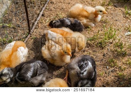 Cute Fluffy Baby Chicks In Backyard, Close View