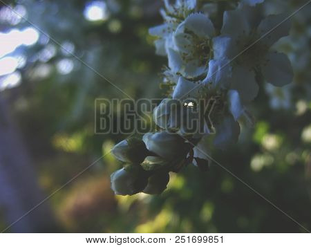 Flower In Abonded Houses In Latvians Woods