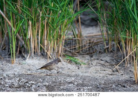 Bluethroat Bird Or Luscinia Svecica In Wild Nature