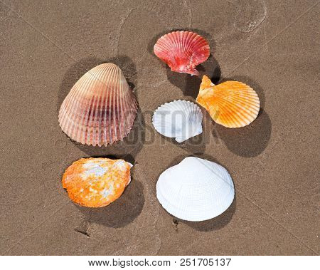 Scallop Shells Lying On Wet Sand On The Beach At Sunrise. Pectinidae.