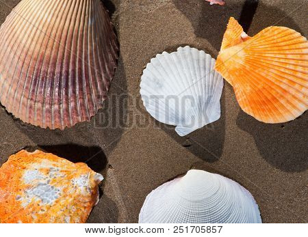 Scallop Shells Lying On Wet Sand On The Beach At Sunrise. Pectinidae.