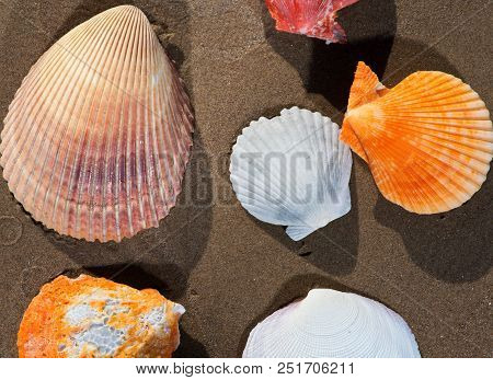 Scallop Shells Lying On Wet Sand On The Beach At Sunrise. Pectinidae.