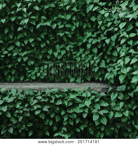 Syringa Vulgaris Common Lilac Plants Green Leaf Hedge Background, Old Aged Dark Gray Weathered Woode