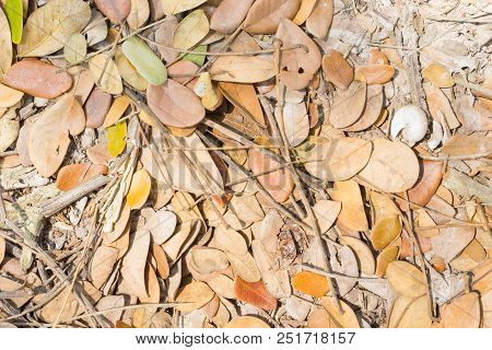 Dried Leaves And Scrap Branch On Ground. Brown Dry Leaves And Green Leaves Texture Background