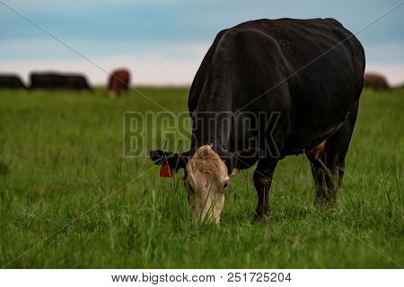 Angus Crossbred Cow Grazing In Lush Bermudagrass To The Right With Other Cattle In The Background Ou