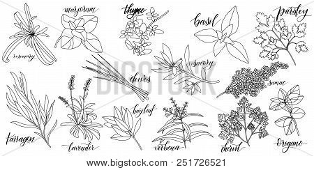 Set Of Popular Culinary Herbs With Hand Written Names. Rosemary, Majoram, Thyme, Basil, Parsley, Chi