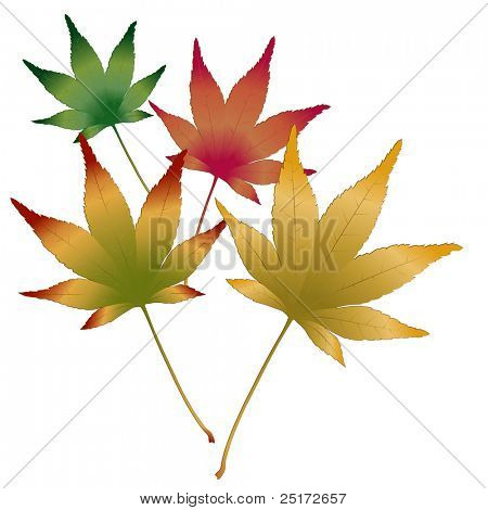 Feuilles d'érable japonais de vecteur