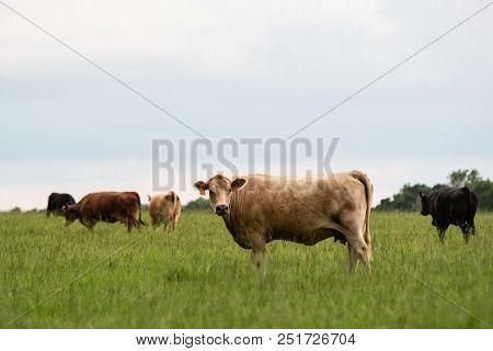 Commercial Crossbred Beef Cows In Tall Bermudagrass With Blank Sky With Room For Copy