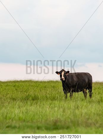 Vertical Image Of A Lone Angus Crossbred Cow Standing In A Bermudagrass Pasture To The Right With Bl