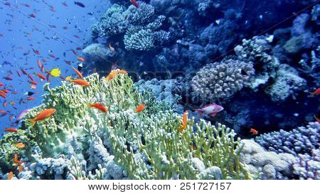 Underwater World Of The Red Sea, Corals, Goldfish And Other Fish, Against The Background Of The Sea 