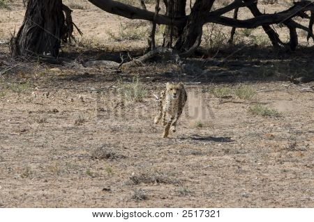 Cheetah Chase